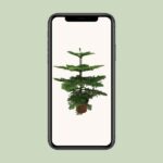 Araucaria Heterophylla - Ø21 - ↨70cm - Image 4