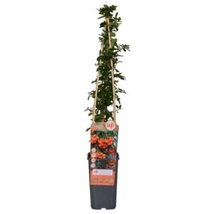 Pyracantha 'Orange Glow' - ↨65cm - Ø15
