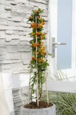 Pyracantha 'Orange Glow' - ↨65cm - Ø15 - Image 4
