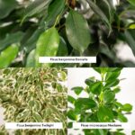Ficus Benjamina Danielle - Ø21cm - ↕95cm + Ficus Benjamina Twilight - Ø21cm - ↕95cm + Ficus Microcarpa Moclame - Ø21cm - ↕95cm - Image 3