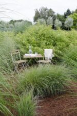 8x Fargesia rufa - ↨40cm - Ø14 - Image 3