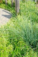 2x Fargesia rufa - ↨60cm - Ø19 - Image 2