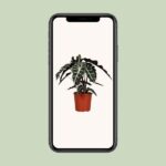 Pfeilblatt Polly - Ø17cm - ↕45cm - Image 4