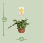 Zierpfeffer Hope - Ø12cm - ↕15cm - Image 2