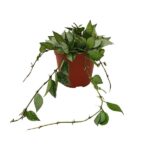 Wachsblume Krohniana Eskimo - Ø12cm - ↕15cm