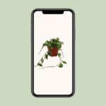 Wachsblume Krohniana Eskimo - Ø12cm - ↕15cm - Image 4