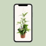 Dracaena Surculosa - Ø17 ↕55 - Image 4