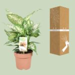 Dieffenbachia Compacta - Ø17cm - ↕45cm - Image 3