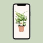 Dieffenbachia Compacta - Ø17cm - ↕45cm - Image 4