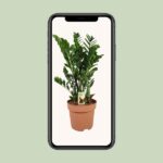 Zamioculcas Zamiifolia - Ø30cm - ↕110cm - Image 4