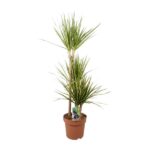 Dracaena Marginata Sunray - Ø21cm - ↕120cm