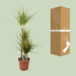 Dracaena Marginata Sunray - Ø21cm - ↕120cm - Image 3