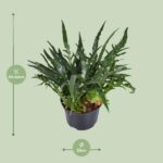 Aglaomorpha Coronans - Ø23cm - ↕60cm - Image 2