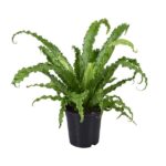 Asplenium Antiquum Osaka - Ø17cm - ↕45cm
