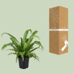 Asplenium Antiquum Osaka - Ø17cm - ↕45cm - Image 3