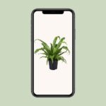 Asplenium Antiquum Osaka - Ø17cm - ↕45cm - Image 4