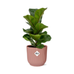 Ficus Lyrata ‘Bambino’ in ELHO Vibes Fold 14cm rosa