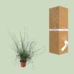 Juncus Effusus Spiralis - Ø12cm - ↕30cm - Image 3