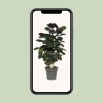 Polyscias Scutellaria Fabian - Ø19cm - ↕60cm - Image 4