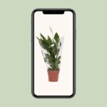 Einblatt Alana - Ø12cm - ↕45cm - Image 4