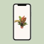 Philodendron Prince of Orange - Ø17cm - ↕45cm - Image 4