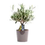 Olea Olive - Ø16cm - ↕35cm