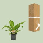 Asplenium Nidus - Ø17cm - ↕60cm - Image 3