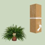 Nephrolepis Green Lady - Ø19cm - ↕60cm - Image 3