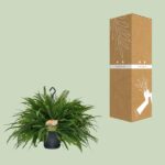 Nephrolepis Green Lady - Ø20cm - ↕60cm - Image 3