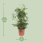 Dracaena Surculosa - Ø27cm - ↕110cm - Image 2