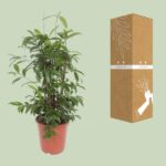 Dracaena Surculosa - Ø27cm - ↕110cm - Image 3