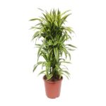 Dracaena Lemon Lime - Ø27cm - ↕110cm