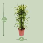 Dracaena Lemon Lime - Ø27cm - ↕110cm - Image 2