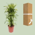 Dracaena Lemon Lime - Ø27cm - ↕110cm - Image 3