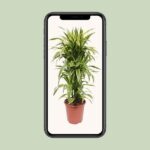 Dracaena Lemon Lime - Ø27cm - ↕110cm - Image 4