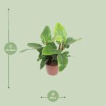 Philodendron Imperial Green - Ø27cm - ↕80cm - Image 2