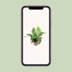 Philodendron Imperial Green - Ø27cm - ↕80cm - Image 4