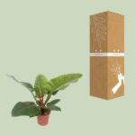Philodendron Imperial Green - Ø17cm - ↕60cm - Image 3