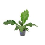 Anthurium Birdnest - Ø17 ↕55