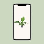 Anthurium Birdnest - Ø17 ↕55 - Image 4