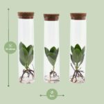 Clusia In Tube Glas - Ø5cm - ↕15cm - Image 2