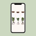 Clusia In Tube Glas - Ø5cm - ↕15cm - Image 4