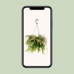 Rhipsalis Red Coral - Ø17cm - ↕25cm - Image 4