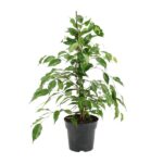 Ficus Benjamina Danita - Ø17cm - ↕70cm