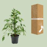 Ficus Benjamina Danita - Ø17cm - ↕70cm - Image 3