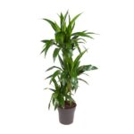 Dracaena Janet Craig - Ø21cm - ↕110cm