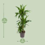 Dracaena Janet Craig - Ø21cm - ↕110cm - Image 2