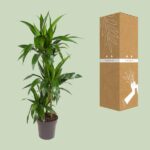 Dracaena Janet Craig - Ø21cm - ↕110cm - Image 3