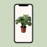 Calathea Orbifolia D - Ø21cm - ↕50cm - Image 4