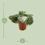 Begonia Silver Jewell - Ø15 ↕30 - Image 2